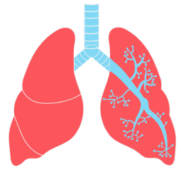 Lungs